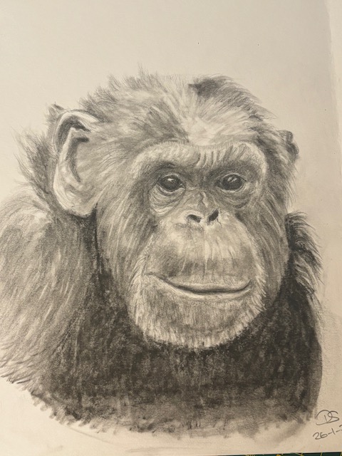Chimp