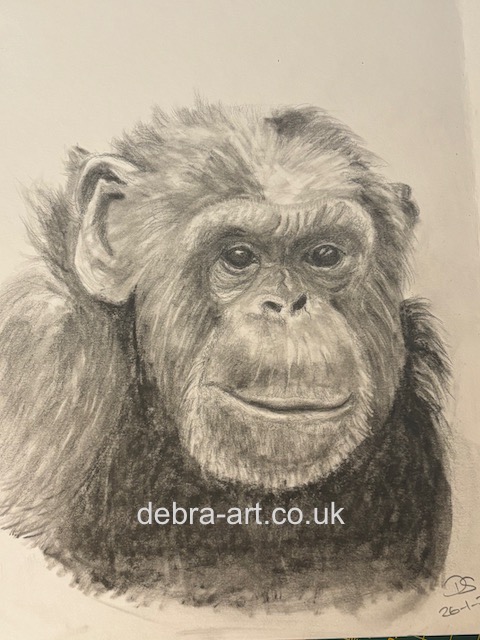Chimp